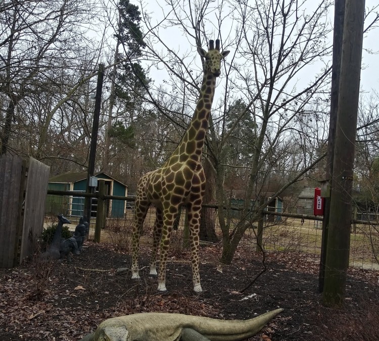 giraffe-photo